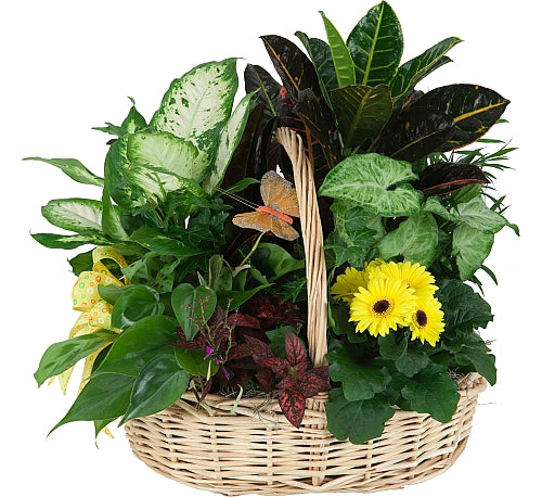 Sweet Serenity Plants Basket