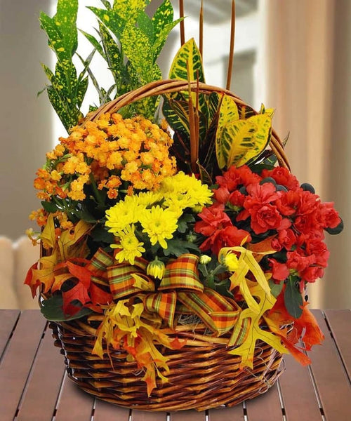 Thanksgiving Plants Basket